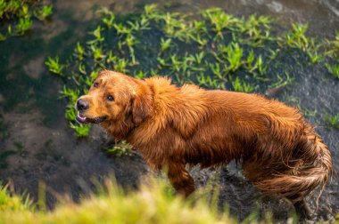 Avustralya 'daki güzel sığırlar ot yer, otlakta otlarlar. Tarımsal bir çiftlikte yetiştirilen sığır sürüsü. Avustralya 'da sürdürülebilir tarım