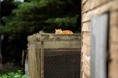 Avustralya 'daki güzel sığırlar ot yer, otlakta otlarlar. Tarımsal bir çiftlikte yetiştirilen sığır sürüsü. Amerika 'da sürdürülebilir tarım