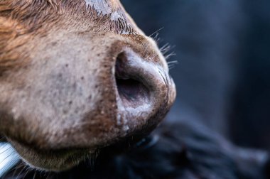 Avustralya 'daki güzel sığırlar ot yer, otlakta otlarlar. Tarımsal bir çiftlikte yetiştirilen sığır sürüsü. Avustralya 'da sürdürülebilir tarım