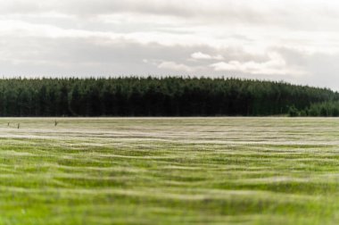 Avustralya 'daki güzel sığırlar ot yer, otlakta otlarlar. Tarımsal bir çiftlikte yetiştirilen sığır sürüsü. Amerika 'da sürdürülebilir tarım