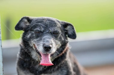 Yeşil çim tarlasında sudaki çiftlik köpekleri. Avustralya 'da ilkbaharda çayırdaki bir gölde yüzerken taba rengi kelpie.