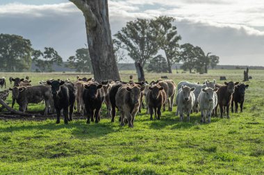 Avustralya 'daki güzel sığırlar ot yer, otlakta otlarlar. Tarımsal bir çiftlikte yetiştirilen sığır sürüsü. Avustralya 'da sürdürülebilir tarım