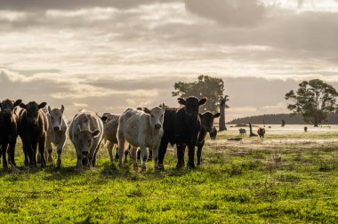 Avustralya 'daki güzel sığırlar ot yer, otlakta otlarlar. Tarımsal bir çiftlikte yetiştirilen sığır sürüsü. Amerika 'da sürdürülebilir tarım