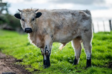 Avustralya 'daki güzel sığırlar ot yer, otlakta otlarlar. Tarımsal bir çiftlikte yetiştirilen sığır sürüsü. Avustralya 'da sürdürülebilir tarım