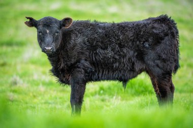 Avustralya 'da sürdürülebilir çiftlik hayvanları yetiştiriciliği: Avustralya' da yaz aylarında Avustralya 'da Kuraklıkta Sığır Yetiştirme Uygulamaları