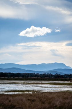 Avustralya 'daki güzel sığırlar ot yer, otlakta otlarlar. Tarımsal bir çiftlikte yetiştirilen sığır sürüsü. Avustralya 'da sürdürülebilir tarım