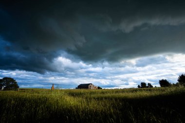 Avustralya 'daki güzel sığırlar ot yer, otlakta otlarlar. Tarımsal bir çiftlikte yetiştirilen sığır sürüsü. Amerika 'da sürdürülebilir tarım