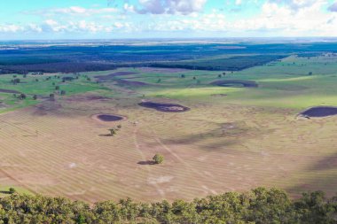 Avustralya 'daki güzel sığırlar ot yer, otlakta otlarlar. Tarımsal bir çiftlikte yetiştirilen sığır sürüsü. Avustralya 'da sürdürülebilir tarım