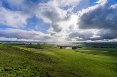 Avustralya 'daki güzel sığırlar ot yer, otlakta otlarlar. Tarımsal bir çiftlikte yetiştirilen sığır sürüsü. Avustralya 'da sürdürülebilir tarım