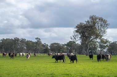 Avustralya 'daki güzel sığırlar ot yer, otlakta otlarlar. Tarımsal bir çiftlikte yetiştirilen sığır sürüsü. Amerika 'da sürdürülebilir tarım