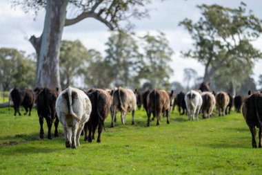 Avustralya 'daki güzel sığırlar ot yer, otlakta otlarlar. Tarımsal bir çiftlikte yetiştirilen sığır sürüsü. Avustralya 'da sürdürülebilir tarım