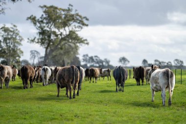 Avustralya 'daki güzel sığırlar ot yer, otlakta otlarlar. Tarımsal bir çiftlikte yetiştirilen sığır sürüsü. Avustralya 'da sürdürülebilir tarım