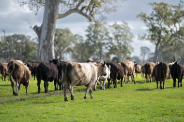 Avustralya 'daki güzel sığırlar ot yer, otlakta otlarlar. Tarımsal bir çiftlikte yetiştirilen sığır sürüsü. Avustralya 'da sürdürülebilir tarım