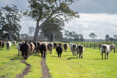Avustralya 'daki güzel sığırlar ot yer, otlakta otlarlar. Tarımsal bir çiftlikte yetiştirilen sığır sürüsü. Avustralya 'da sürdürülebilir tarım