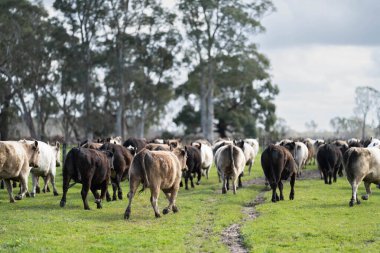 Avustralya 'daki güzel sığırlar ot yer, otlakta otlarlar. Tarımsal bir çiftlikte yetiştirilen sığır sürüsü. Avustralya 'da sürdürülebilir tarım