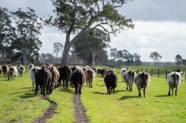 Avustralya 'daki güzel sığırlar ot yer, otlakta otlarlar. Tarımsal bir çiftlikte yetiştirilen sığır sürüsü. Avustralya 'da sürdürülebilir tarım