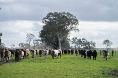 Avustralya 'daki güzel sığırlar ot yer, otlakta otlarlar. Tarımsal bir çiftlikte yetiştirilen sığır sürüsü. Avustralya 'da sürdürülebilir tarım