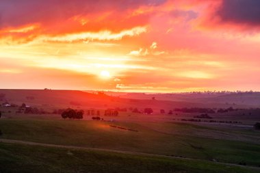 Avustralya 'daki güzel sığırlar ot yer, otlakta otlarlar. Tarımsal bir çiftlikte yetiştirilen sığır sürüsü. Amerika 'da sürdürülebilir tarım