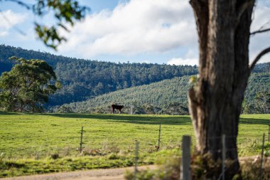 Avustralya 'daki güzel sığırlar ot yer, otlakta otlarlar. Tarımsal bir çiftlikte yetiştirilen sığır sürüsü. Avustralya 'da sürdürülebilir tarım