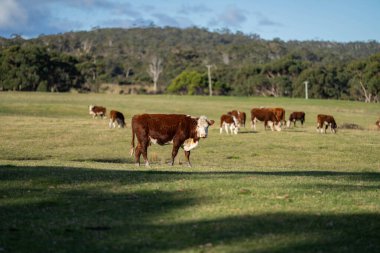 Avustralya 'daki güzel sığırlar ot yer, otlakta otlarlar. Tarımsal bir çiftlikte yetiştirilen sığır sürüsü. Amerika 'da sürdürülebilir tarım