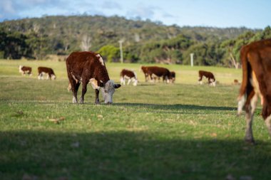 Avustralya 'daki güzel sığırlar ot yer, otlakta otlarlar. Tarımsal bir çiftlikte yetiştirilen sığır sürüsü. Avustralya 'da sürdürülebilir tarım