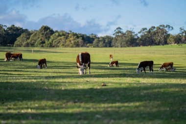 Avustralya 'daki güzel sığırlar ot yer, otlakta otlarlar. Tarımsal bir çiftlikte yetiştirilen sığır sürüsü. Avustralya 'da sürdürülebilir tarım