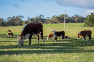 Avustralya 'da sürdürülebilir çiftlik hayvanları yetiştiriciliği: Avustralya' da yaz aylarında Avustralya 'da Kuraklıkta Sığır Yetiştirme Uygulamaları
