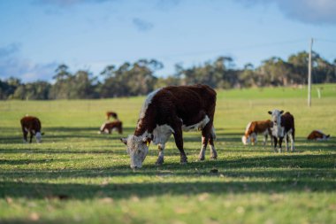Avustralya 'daki güzel sığırlar ot yer, otlakta otlarlar. Tarımsal bir çiftlikte yetiştirilen sığır sürüsü. Avustralya 'da sürdürülebilir tarım