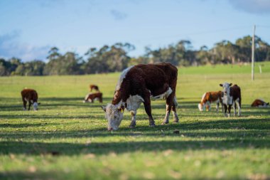 Avustralya 'daki güzel sığırlar ot yer, otlakta otlarlar. Tarımsal bir çiftlikte yetiştirilen sığır sürüsü. Avustralya 'da sürdürülebilir tarım