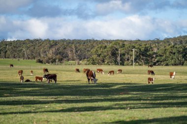 Avustralya 'daki güzel sığırlar ot yer, otlakta otlarlar. Tarımsal bir çiftlikte yetiştirilen sığır sürüsü. Avustralya 'da sürdürülebilir tarım