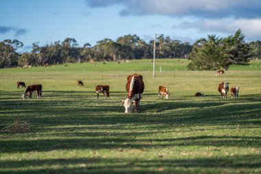 Avustralya 'daki güzel sığırlar ot yer, otlakta otlarlar. Tarımsal bir çiftlikte yetiştirilen sığır sürüsü. Amerika 'da sürdürülebilir tarım