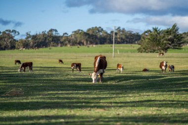 Avustralya 'daki güzel sığırlar ot yer, otlakta otlarlar. Tarımsal bir çiftlikte yetiştirilen sığır sürüsü. Amerika 'da sürdürülebilir tarım