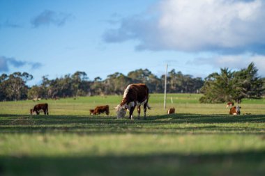 Avustralya 'daki güzel sığırlar ot yer, otlakta otlarlar. Tarımsal bir çiftlikte yetiştirilen sığır sürüsü. Avustralya 'da sürdürülebilir tarım