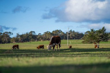 Avustralya 'daki güzel sığırlar ot yer, otlakta otlarlar. Tarımsal bir çiftlikte yetiştirilen sığır sürüsü. Avustralya 'da sürdürülebilir tarım