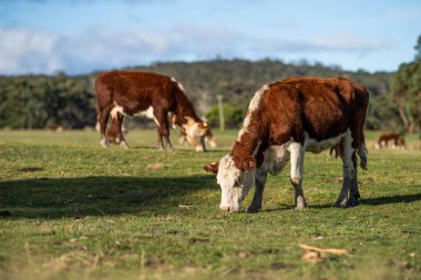 Avustralya 'da sürdürülebilir çiftlik hayvanları yetiştiriciliği: Avustralya' da yaz aylarında Avustralya 'da Kuraklıkta Sığır Yetiştirme Uygulamaları
