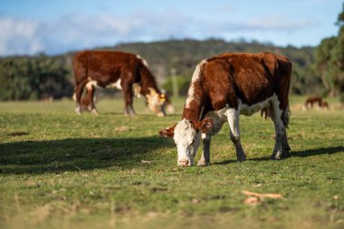 Avustralya 'da sürdürülebilir çiftlik hayvanları yetiştiriciliği: Avustralya' da yaz aylarında Avustralya 'da Kuraklıkta Sığır Yetiştirme Uygulamaları