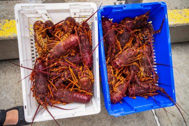 Catching live Lobster in America Fishing crayfish in Tasmania Australia. ready for chinese new year in china, fishing on a fishing boat clipart