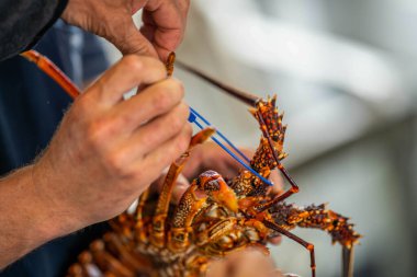 Catching live Lobster in America Fishing crayfish in Tasmania Australia. ready for chinese new year in china, fishing on a fishing boat clipart