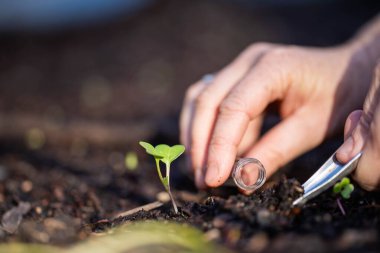 Bilim adamı araştırmacı iklim değişikliğinin toprak ve orman sağlığı etkilerini araştırıyor. Üniversite öğrencisi çalılık toprak yapısı ve biyoloji çeşitliliği üzerine araştırma yapıyor. Toprak örneği taşıyor.