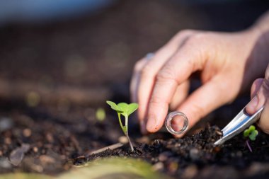 Bilim adamı araştırmacı iklim değişikliğinin toprak ve orman sağlığı etkilerini araştırıyor. Üniversite öğrencisi çalılık toprak yapısı ve biyoloji çeşitliliği üzerine araştırma yapıyor. Toprak örneği taşıyor.