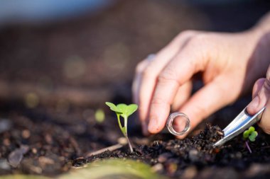 Bilim adamı araştırmacı iklim değişikliğinin toprak ve orman sağlığı etkilerini araştırıyor. Üniversite öğrencisi çalılık toprak yapısı ve biyoloji çeşitliliği üzerine araştırma yapıyor. Toprak örneği taşıyor.