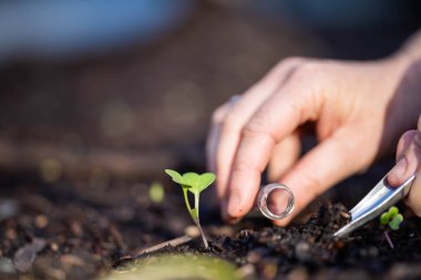 Bilim adamı araştırmacı iklim değişikliğinin toprak ve orman sağlığı etkilerini araştırıyor. Üniversite öğrencisi çalılık toprak yapısı ve biyoloji çeşitliliği üzerine araştırma yapıyor. Toprak örneği taşıyor.