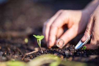 Bilim adamı araştırmacı iklim değişikliğinin toprak ve orman sağlığı etkilerini araştırıyor. Üniversite öğrencisi çalılık toprak yapısı ve biyoloji çeşitliliği üzerine araştırma yapıyor. Toprak örneği taşıyor.