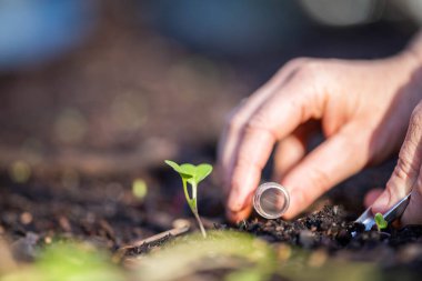 Bilim adamı araştırmacı iklim değişikliğinin toprak ve orman sağlığı etkilerini araştırıyor. Üniversite öğrencisi çalılık toprak yapısı ve biyoloji çeşitliliği üzerine araştırma yapıyor. Toprak örneği taşıyor.