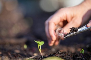 Bilim adamı araştırmacı iklim değişikliğinin toprak ve orman sağlığı etkilerini araştırıyor. Üniversite öğrencisi çalılık toprak yapısı ve biyoloji çeşitliliği üzerine araştırma yapıyor. Toprak örneği taşıyor.