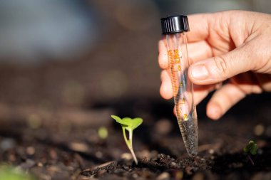 Bilim adamı araştırmacı iklim değişikliğinin toprak ve orman sağlığı etkilerini araştırıyor. Üniversite öğrencisi çalılık toprak yapısı ve biyoloji çeşitliliği üzerine araştırma yapıyor. Toprak örneği taşıyor.