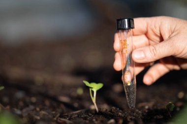 Bilim adamı araştırmacı iklim değişikliğinin toprak ve orman sağlığı etkilerini araştırıyor. Üniversite öğrencisi çalılık toprak yapısı ve biyoloji çeşitliliği üzerine araştırma yapıyor. Toprak örneği taşıyor.