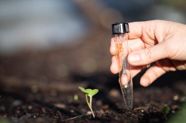 Bilim adamı araştırmacı iklim değişikliğinin toprak ve orman sağlığı etkilerini araştırıyor. Üniversite öğrencisi çalılık toprak yapısı ve biyoloji çeşitliliği üzerine araştırma yapıyor. Toprak örneği taşıyor.