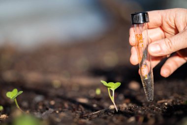 Bilim adamı araştırmacı iklim değişikliğinin toprak ve orman sağlığı etkilerini araştırıyor. Üniversite öğrencisi çalılık toprak yapısı ve biyoloji çeşitliliği üzerine araştırma yapıyor. Toprak örneği taşıyor.