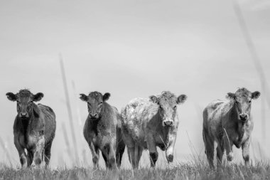 Avustralya 'daki güzel sığırlar ot yer, otlakta otlarlar. Tarımsal bir çiftlikte yetiştirilen sığır sürüsü. Avustralya 'da sürdürülebilir tarım
